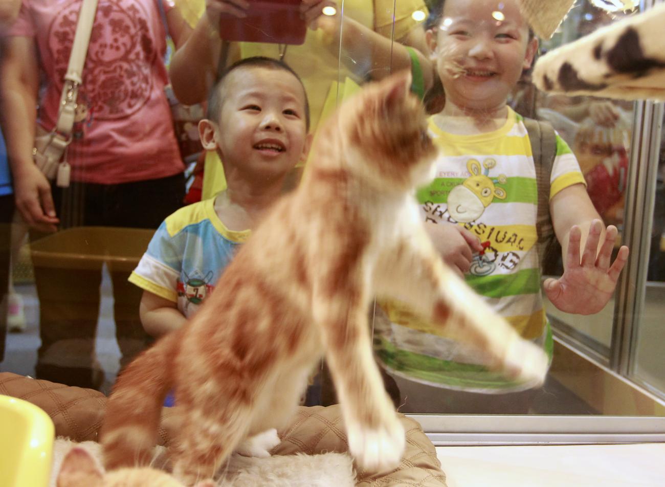 Children smile while watching a kitten play at the 2013 Taipei Pet Show at Nangang Exhibition Hall in Taipei July 27, 2013.