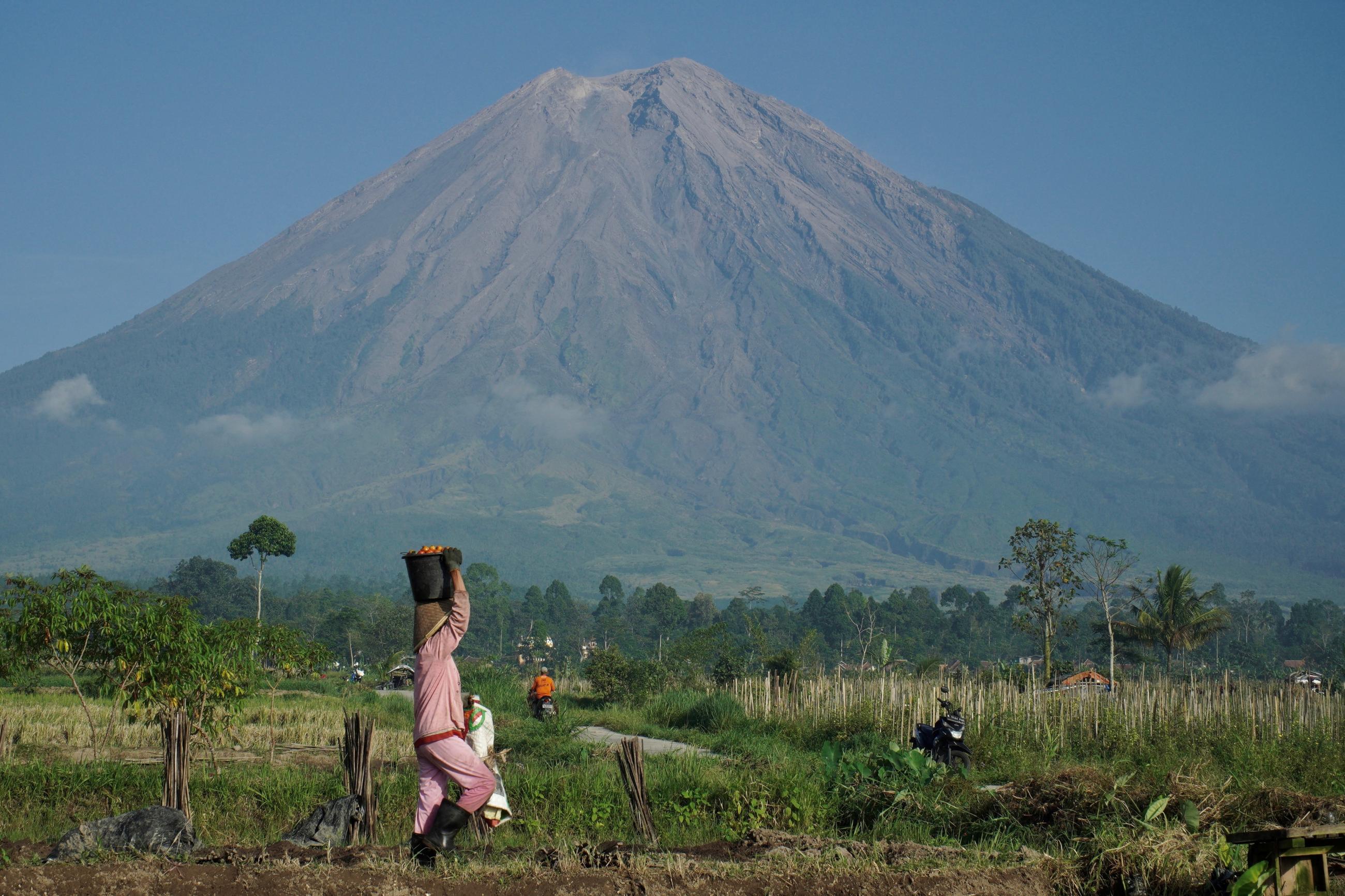 A farmer carries harvested tomatoes with Mount Semeru in the background in Lumajang.
