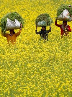 This is a stunning photo showing three women with large bales of freshly cut plants on their heads walking through a field thrown into a yellow hue because of the flowering mustard greens. REUTERS/Danish Ismail