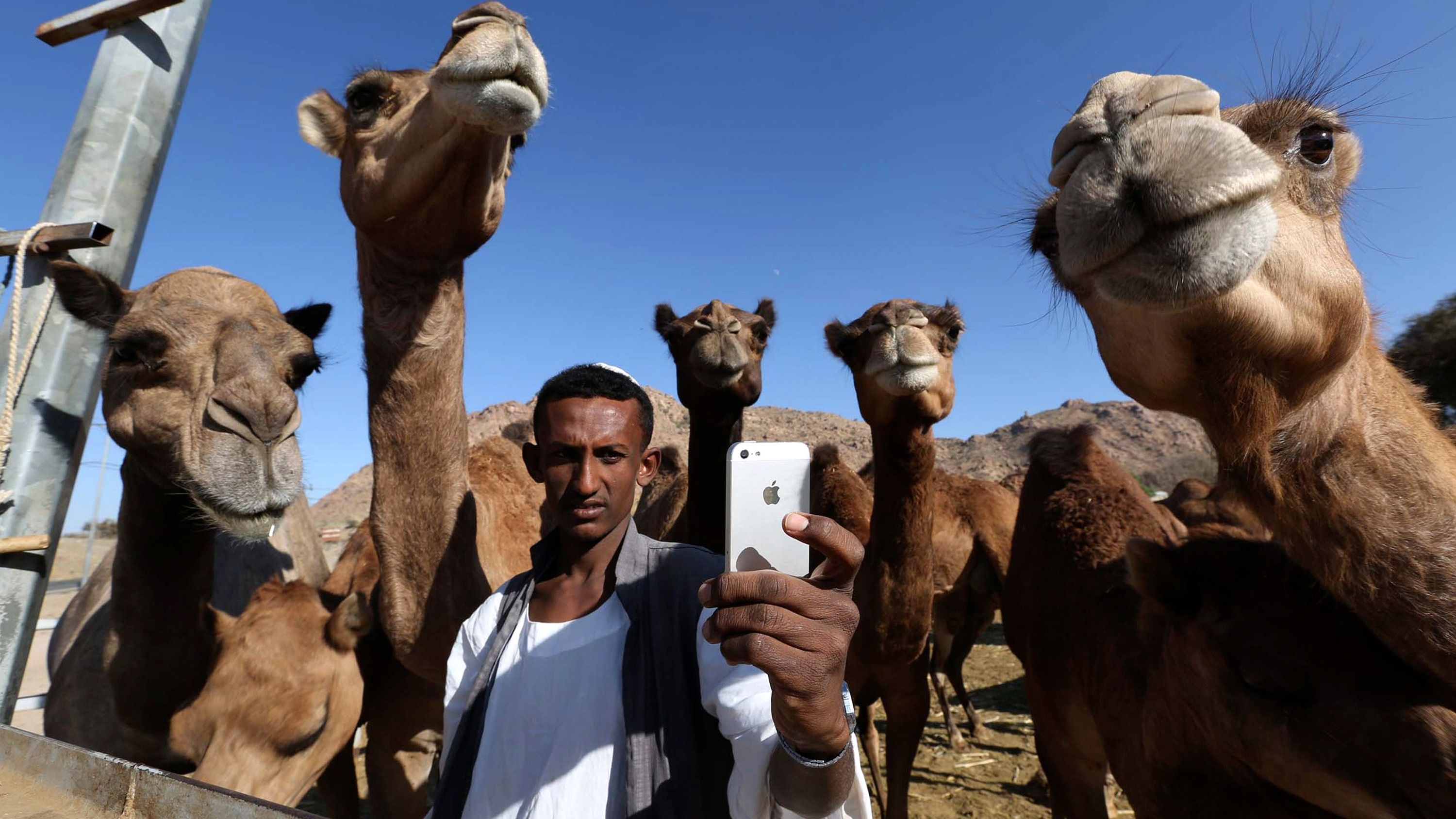 The photo shows a man taking a "selfie" with camels.