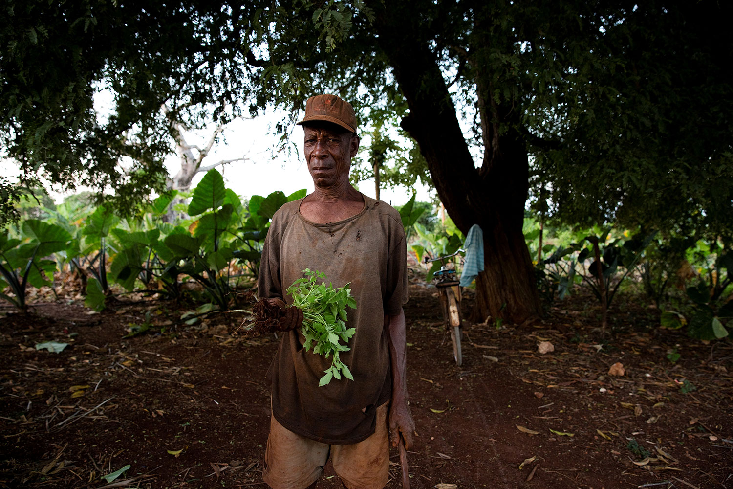 The photo shows the healer standing under a tree holding a handful of leafy herbs.