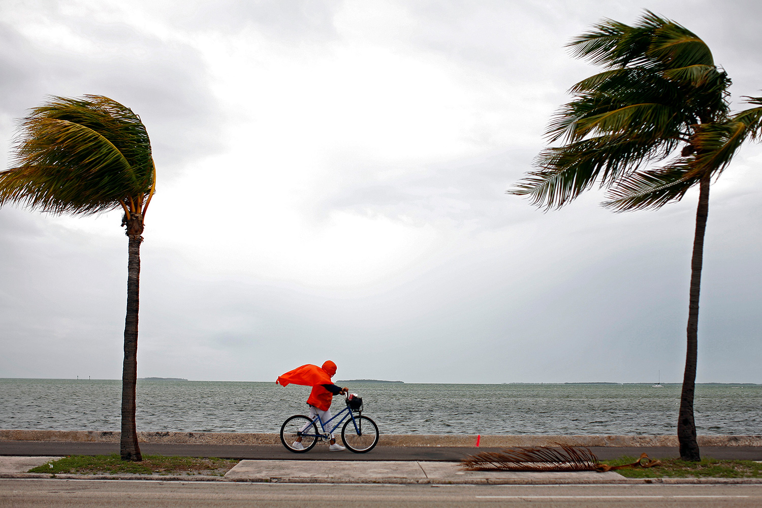 The photo shows the woman walking into a tremendous headwind. Her bright red rain poncho is billowing, and two palm trees, one in front of her and one behind her, are blowing in the same direction.