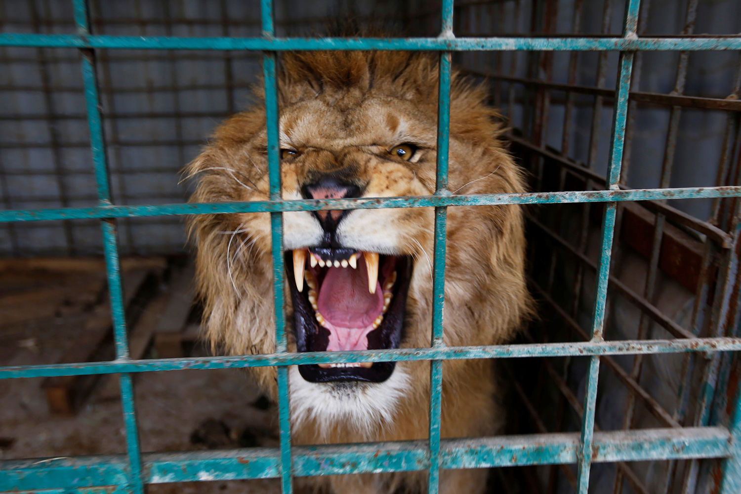 The image shows a lion in mid-roar from behind a cage.