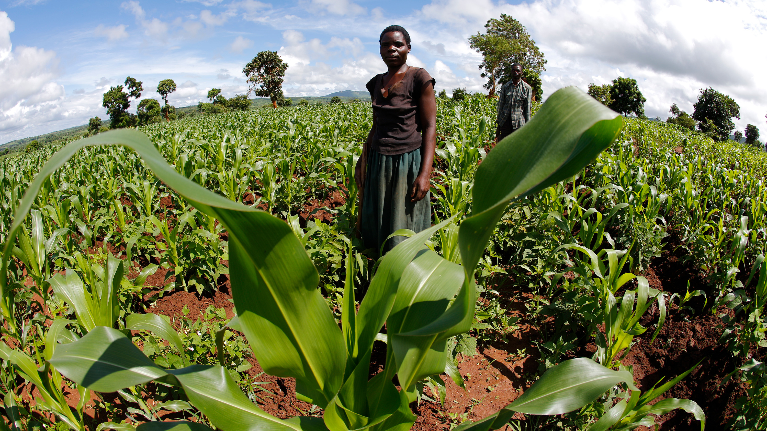 Picture shows a field with two people standing in it taken with a fish eye lens.