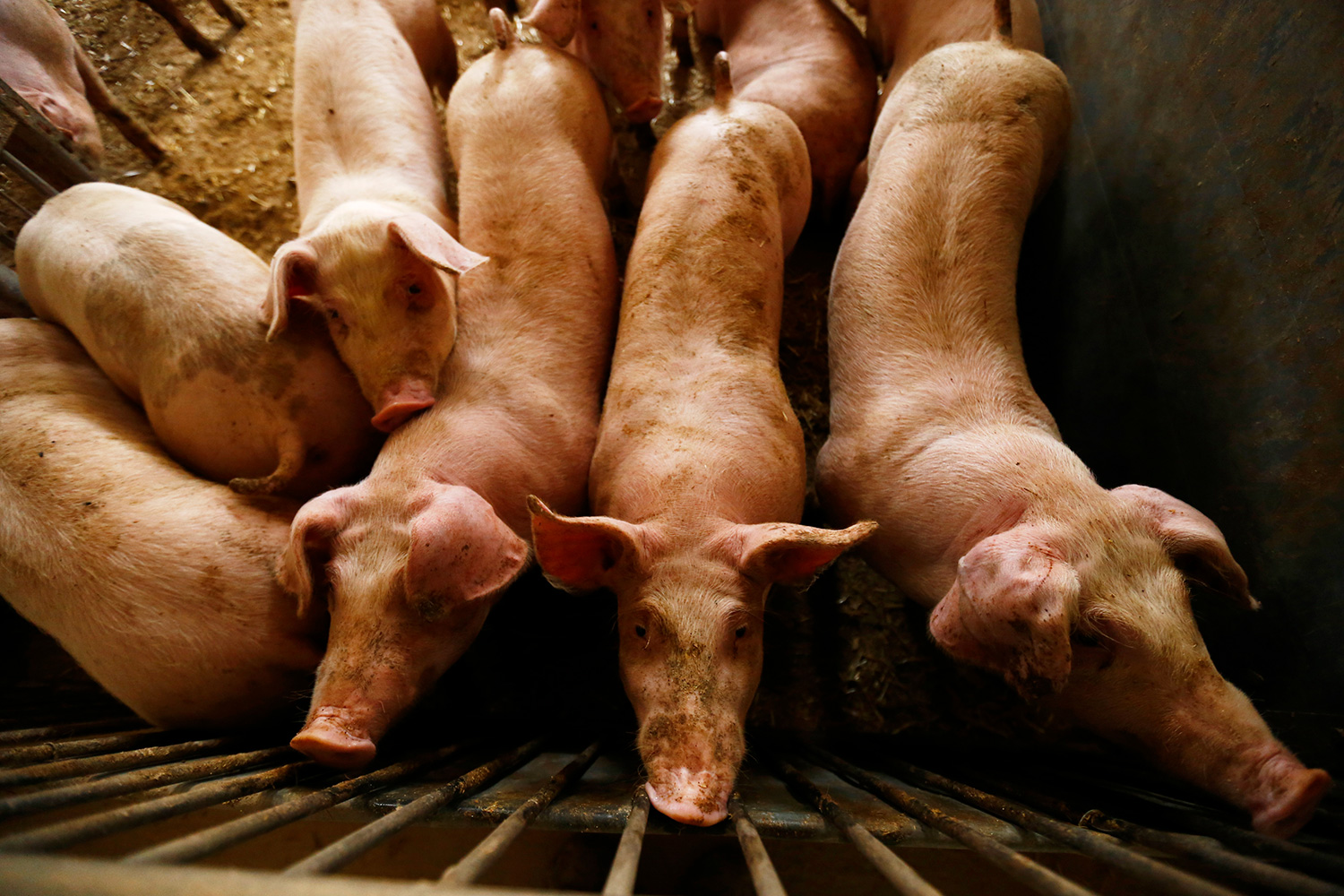 The photo shows a number of pigs in a pen from above.