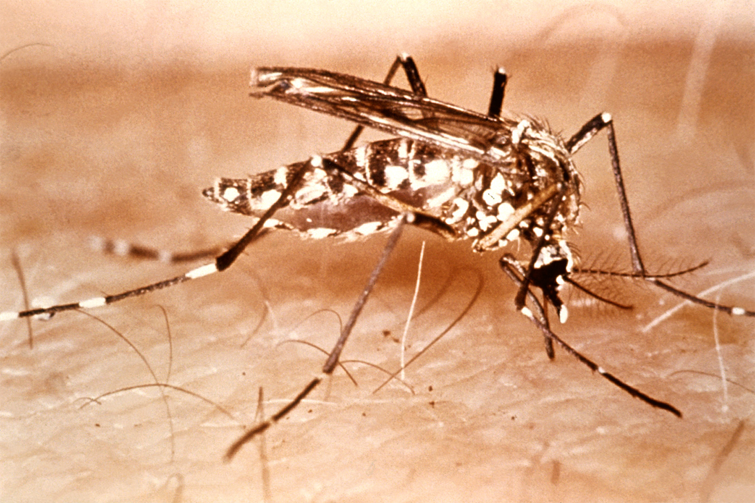 The photo shows a closeup of a mosquito on a piece of flesh.