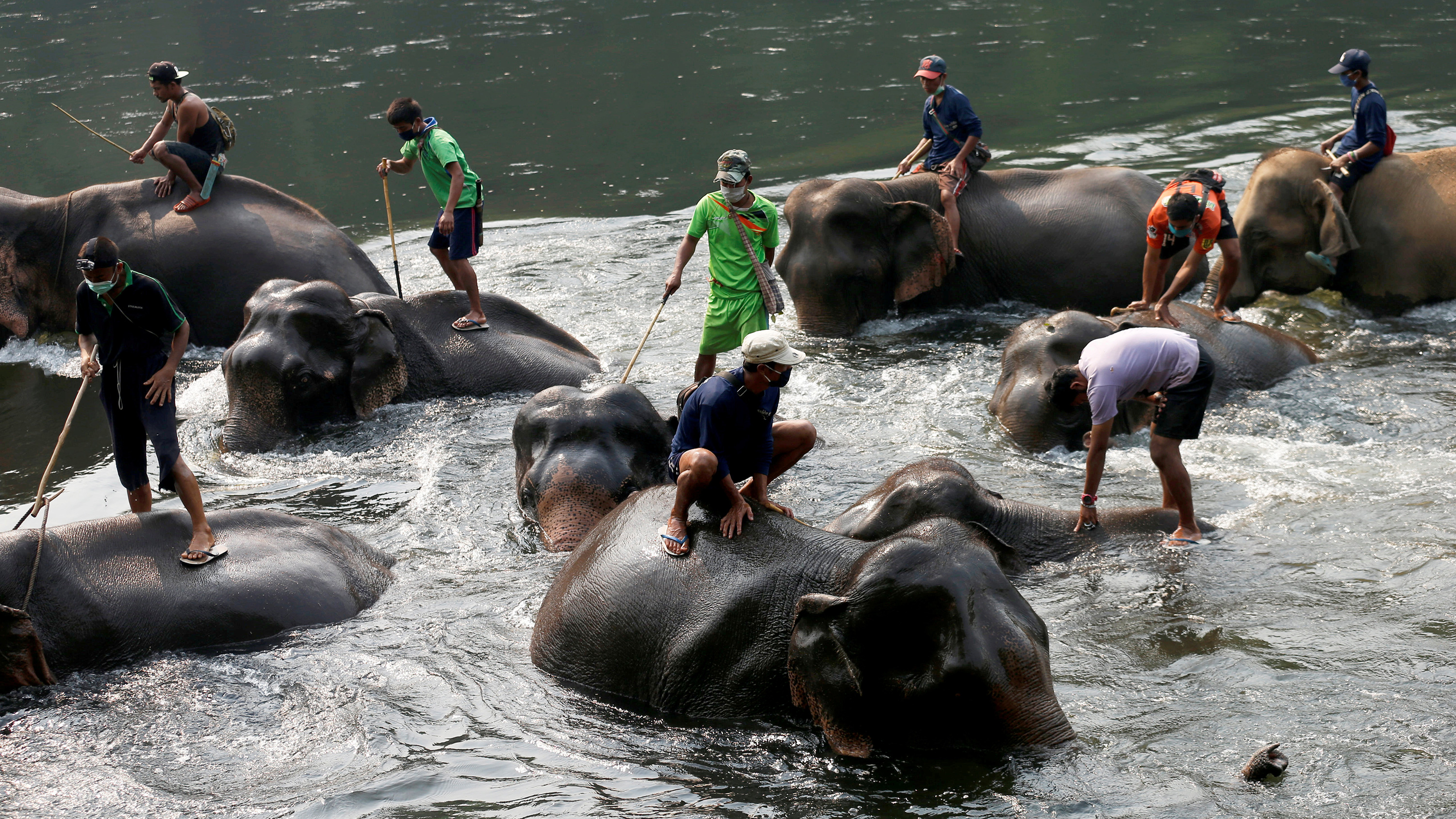 The picture shows a gathering of elephants in a body of water with people riding on their backs into the drink. Picture taken April 3, 2020.