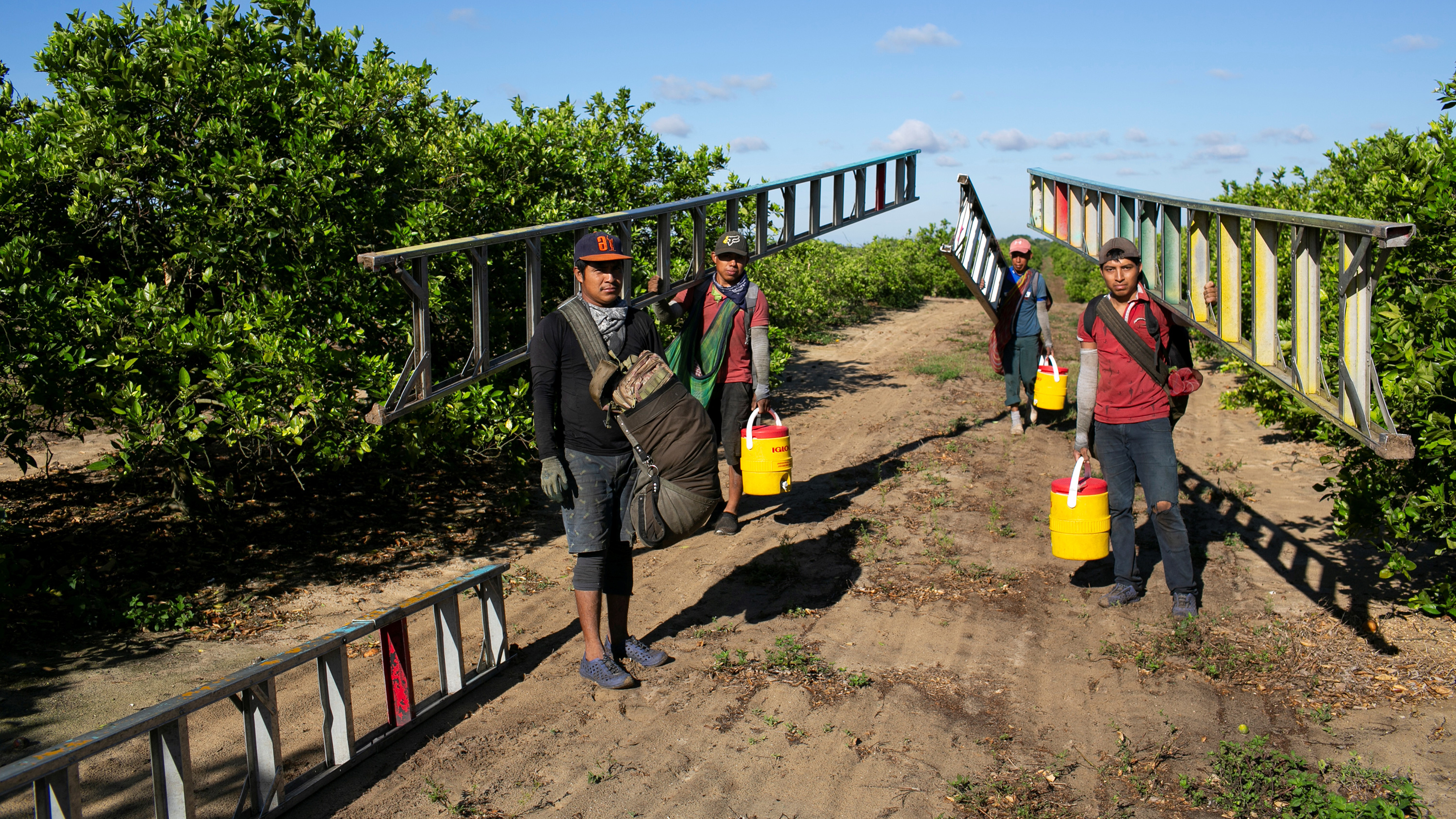 Picture shows several farm workers carrying long ladders among trees in an orange grove.