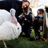 The national Thanksgiving turkey, Peanut Butter, is photographed in the Rose Garden as U.S. President Joe Biden hosts the seventy-fourth National Thanksgiving Turkey Presentation at the White House in Washington, DC, on November 19, 2021.