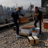 Urban beekeeper Andrew Cote replenishes bee hives on a rooftop building in New York City, U.S. April 9, 2021.  REUTERS/Shannon Stapleton