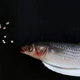 A gray mullet found to have contained microplastics by Greenpeace is displayed alongside its microplastics, at a news conference