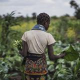 A young woman picks vegetables from an agricultural garden in a field where the Catholic Organization CARITAS provides counseling to the farmers affected by cyclones, in Tica, near Beira, Mozambique, on August 21, 2019. 