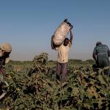 Mussa Adam Bakr (R), 48, who farms a plot of land next to a mud brick factory, collects eggplants with his workers on his field on Tuti Island, Khartoum, Sudan, February 14, 2020
