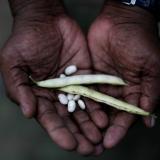 Carlos Antonio de Barros holds beans during the harvest day in the Horta de Manguinhos (Manguinhos vegetable garden),