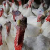 Turkeys stand in their barn at Seven Acres Farm one day before the Thanksgiving holiday, in North Reading, Massachusetts, on November 22, 2017.