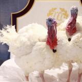 Two turkeys, who will serve as the National Thanksgiving Turkey and alternate, are seen in a hotel room ahead of the seventy-third annual National Turkey Presentation, prior to a press event to introduce them in Washington, DC, on November 23, 2020.