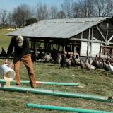 Mac Stone, owner of Elmwood Stock Farm, fills out feeders for heritage turkeys ahead of the Thanksgiving holiday in Georgetown, Kentucky, on November 16, 2021