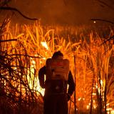 man walks in a field of burning sugar cane 