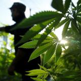 A farmer checks marijuana plants before a harvest festival to showcase farms that have been converted to produce medicinal cannabis.