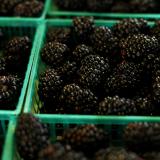 Multiple green baskets of blackberries are shown for sale at a market. 