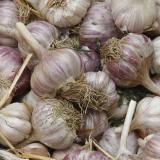 Several cloves of garlic are shown for sale.