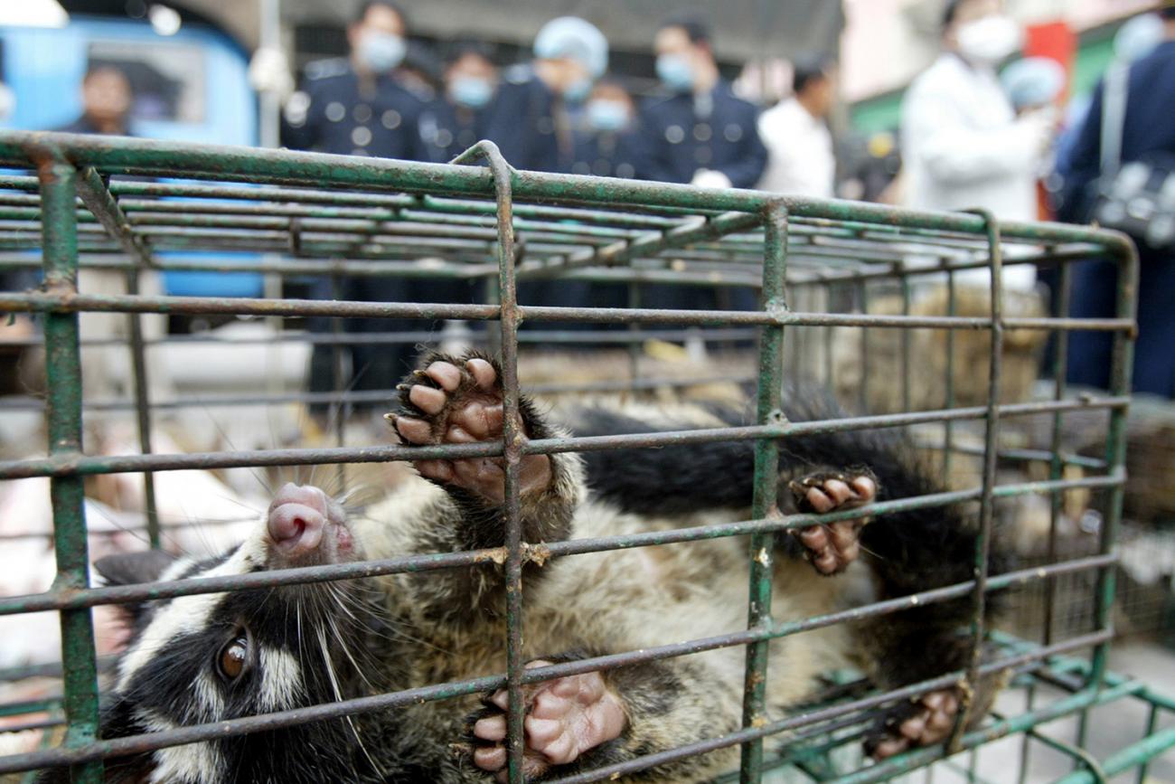 hoto shows a civet lying on its side in a small cage. 