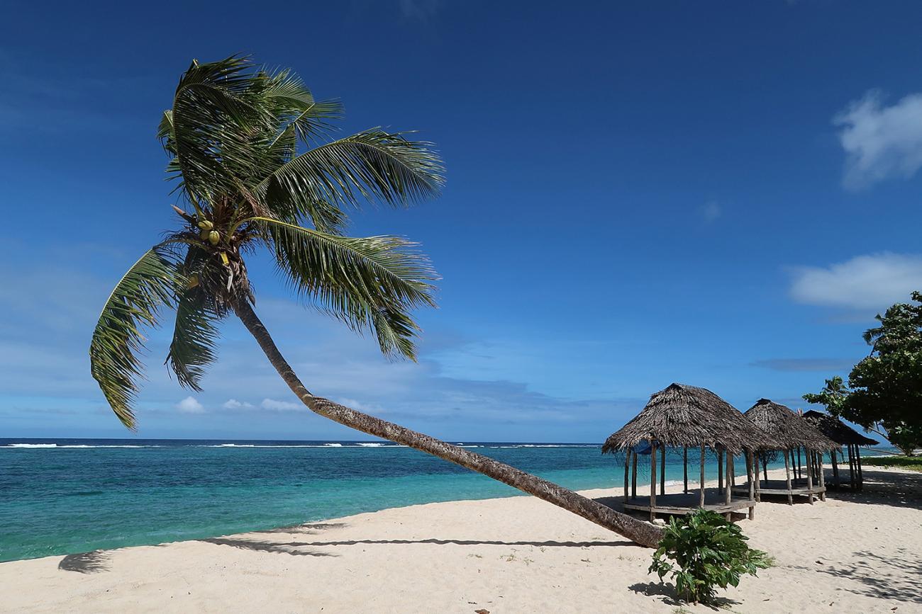 The picture shows a tropical beach in Somoa with gorgeous palm trees and grass huts. 