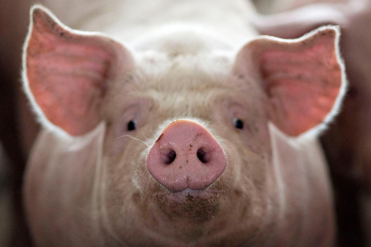  Picture shows a pig standing close to the camera and filling the frame with its ears and snout. 