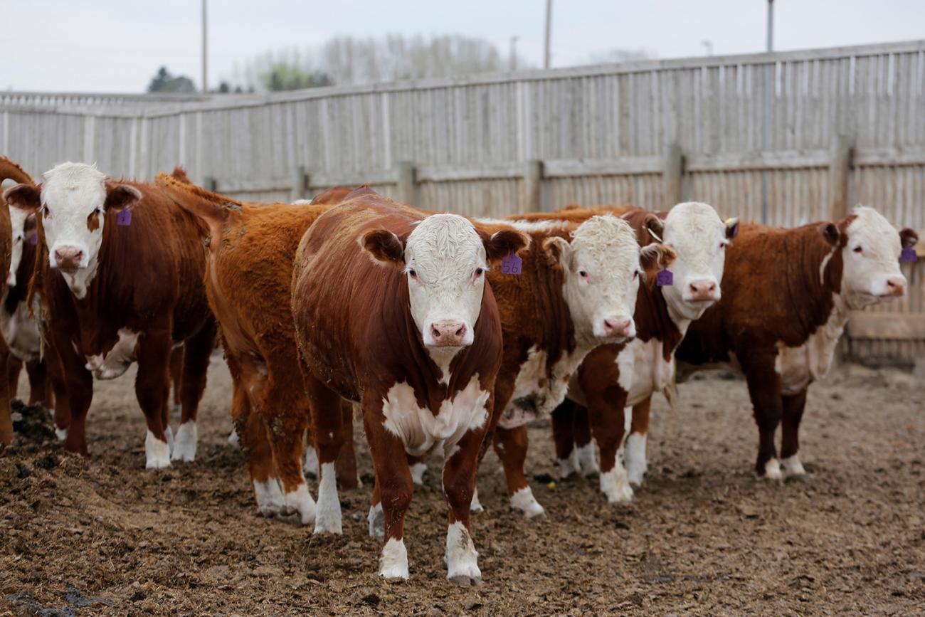 Picture shows a herd of cows looking at the camera. 