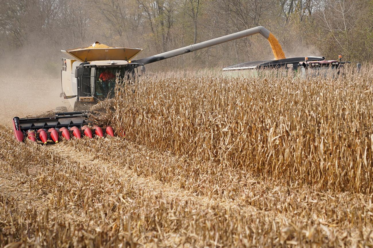 Picture shows a harvester moving down a line of corn and shooting the harvested kernels into a truck. 