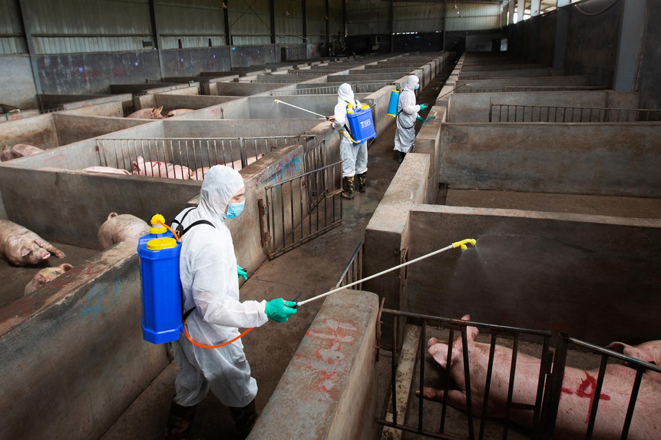 Picture shows the interior of a large pen with separate areas blocked off for different group of pigs. Workers in protective suits walk through and spray something. 