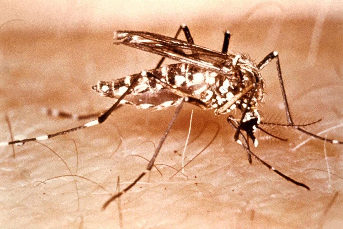 The photo shows a closeup of a mosquito on a piece of flesh. 