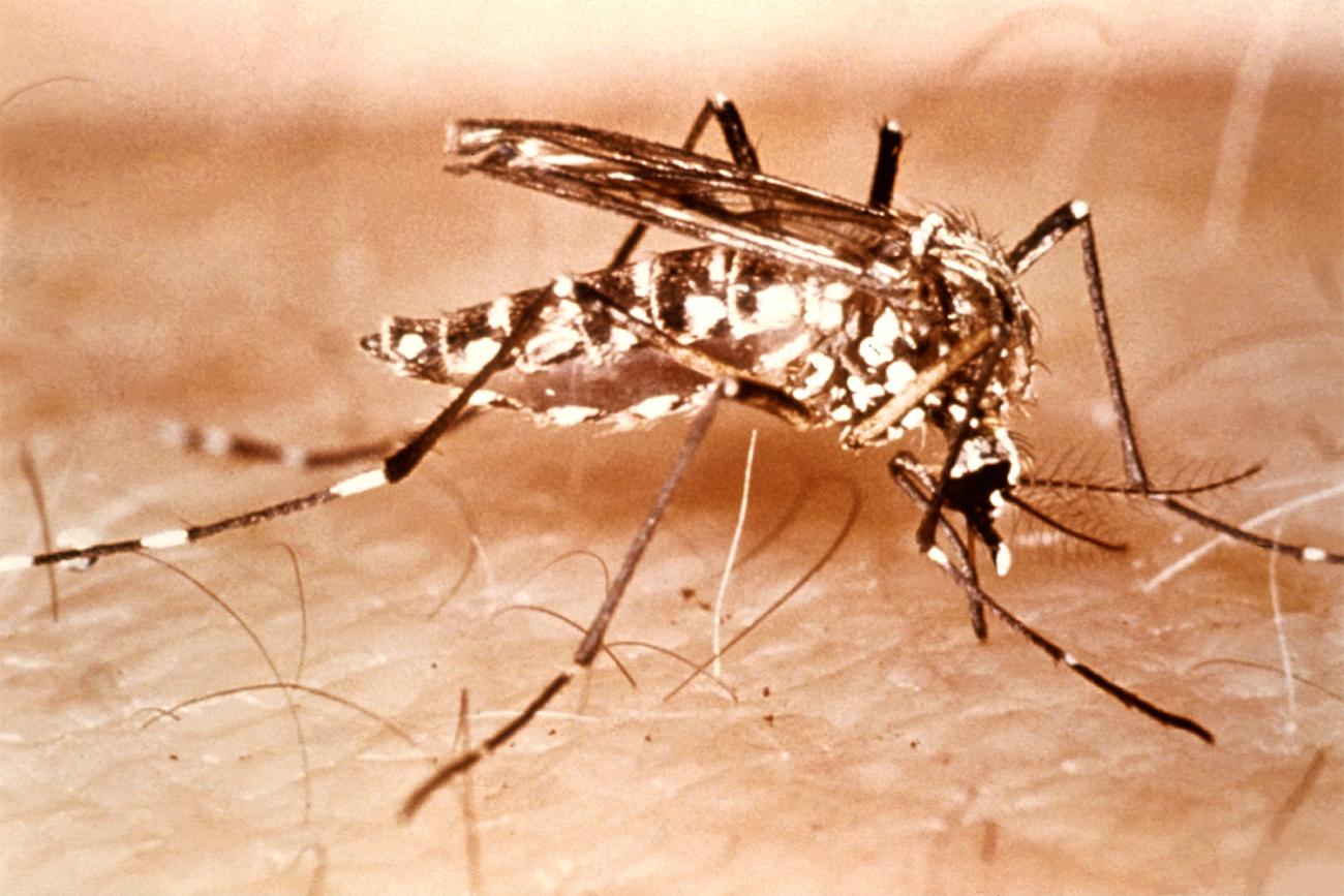 The photo shows a closeup of a mosquito on a piece of flesh.