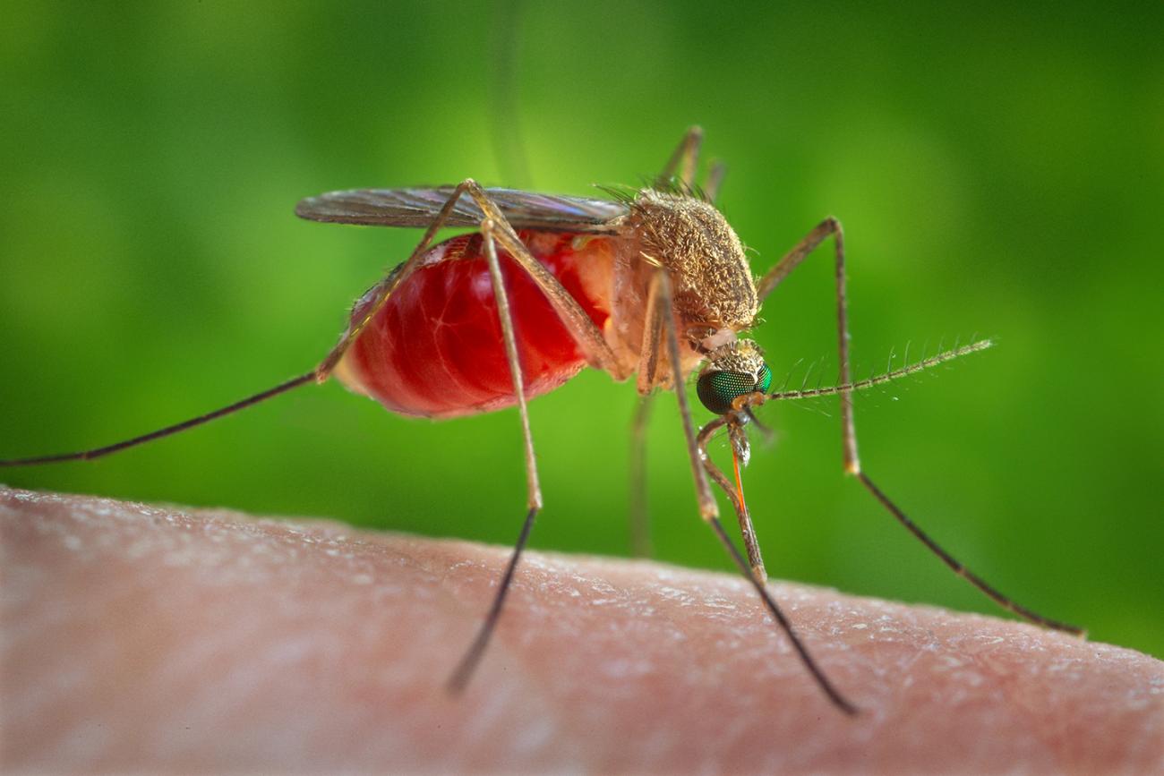 The photo shows a mosquito on flesh close up against a bright green background. 