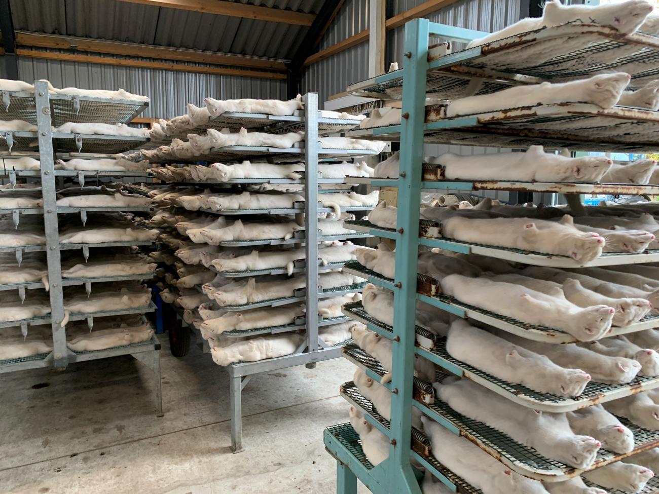 Culled minks are pictured at Hans Henrik Jeppesen's farm near Soroe, after government's decision to cull his entire herd due to coronavirus disease (COVID-19), Denmark November 5, 2020. REUTERS