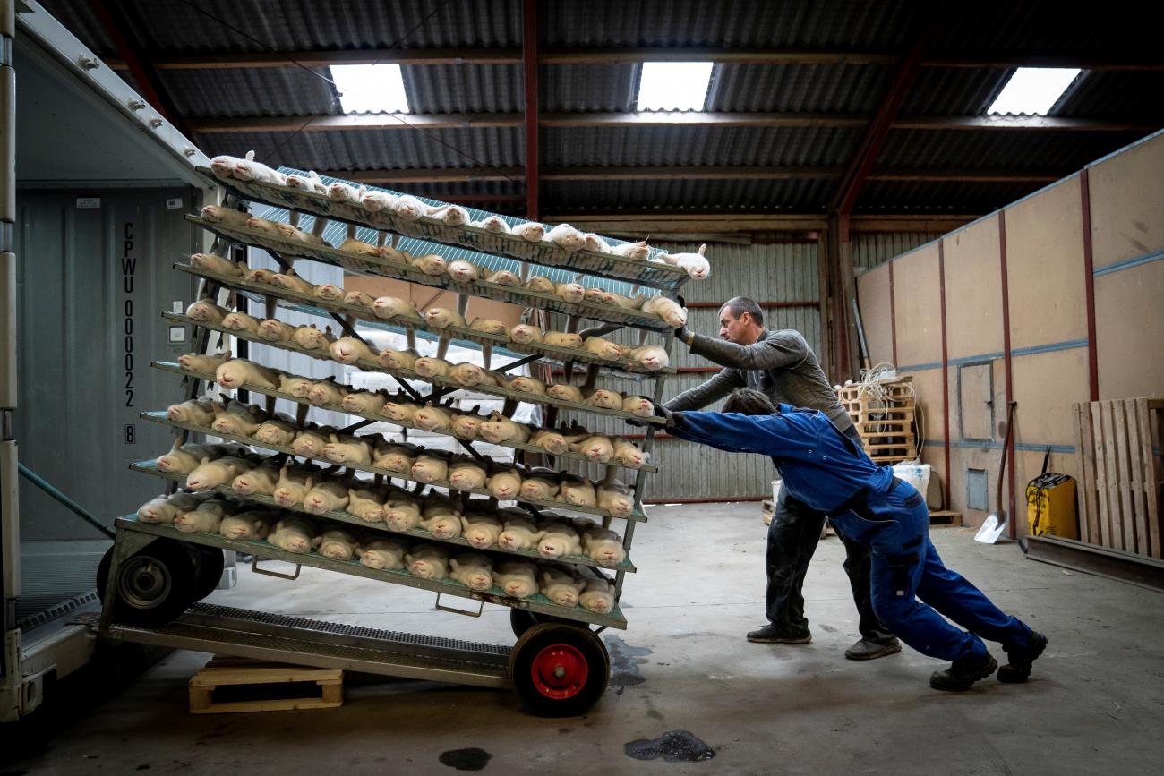 People push a cart with culled mink at the farm of Henrik Nordgaard Hansen and Ann-Mona Kulsoe Larsen near Naestved, Denmark, November 6, 2020.