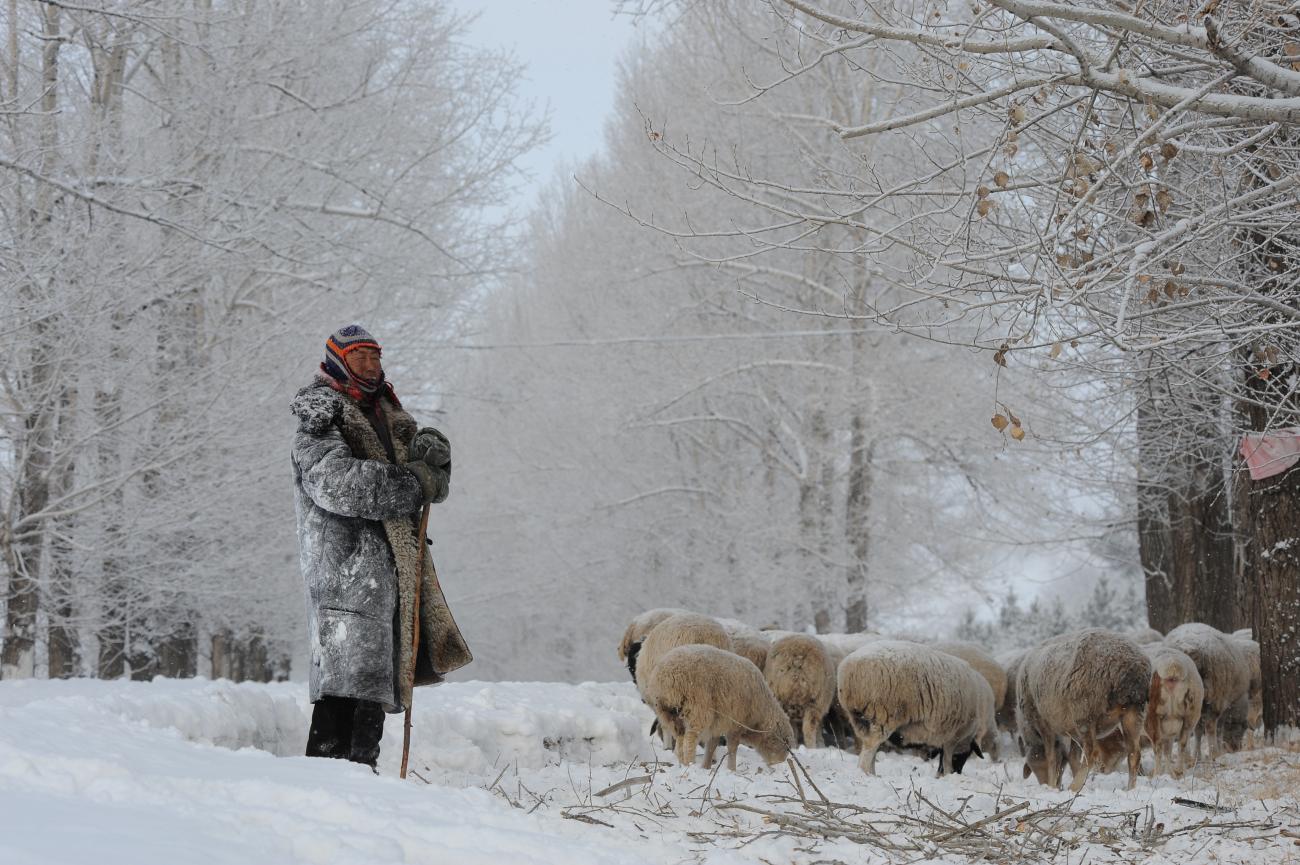 A shepherd herds his sheep amid snow in Hulun Buir, Inner Mongolia Autonomous Region, China, on December 9, 2017.