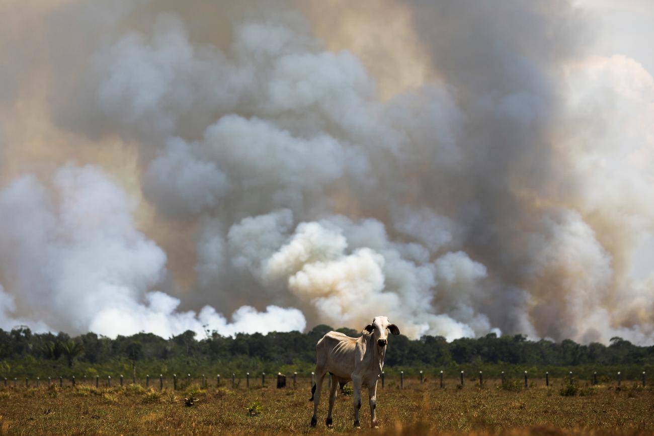 A cow stands in a deforested pasture in Brazil's Amazon rainforest near the Transamazonica national highway in Humaita, in the state of Amazonas, in Brazil, on September 8, 2021.