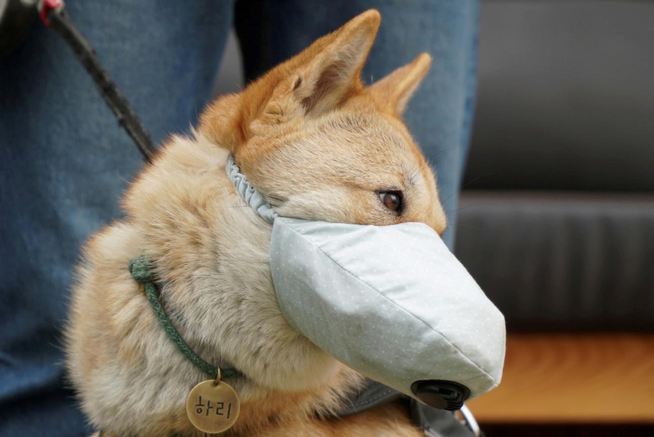Hari, a one-and-a-half-year-old Korean Jindo dog, wears a dog mask on a poor air quality day in Incheon, South Korea, March 15, 2019. 