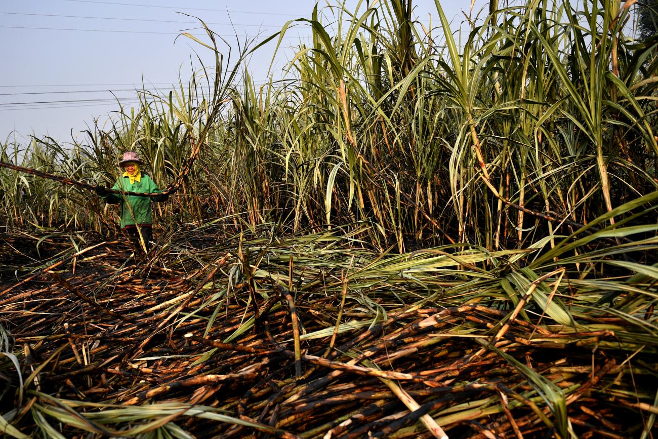 A sugarcane farmer works on a burnt field, a practice which authorities banned to avoid smog, Suphan Buri province, north of Bangkok, Thailand, on January 21, 2020