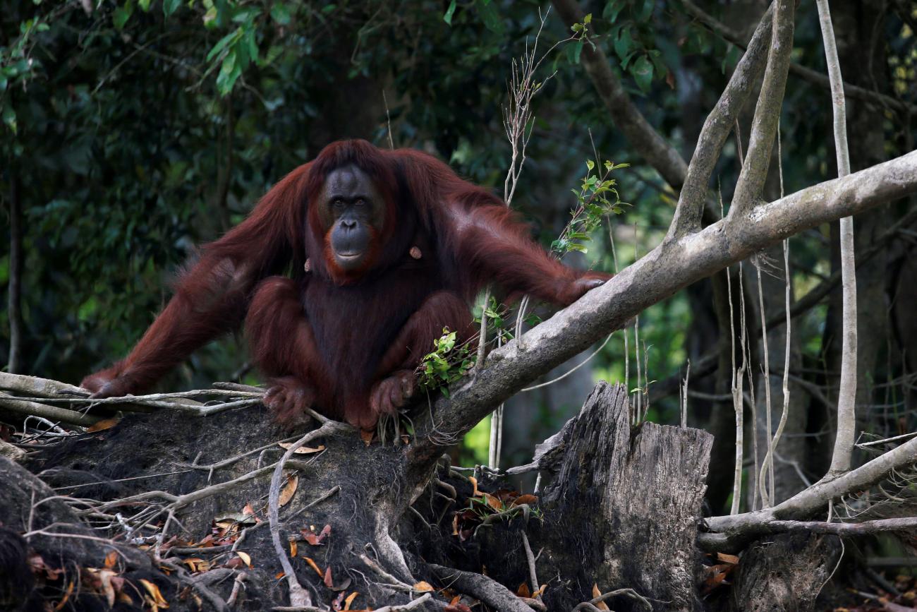 An orangutan is pictured at a pre-release island used by Borneo Orangutan Survival Foundation (BOSF) at Sei Gohong village in Palangka Raya, Central Kalimantan province, Indonesia, October 3, 2019.