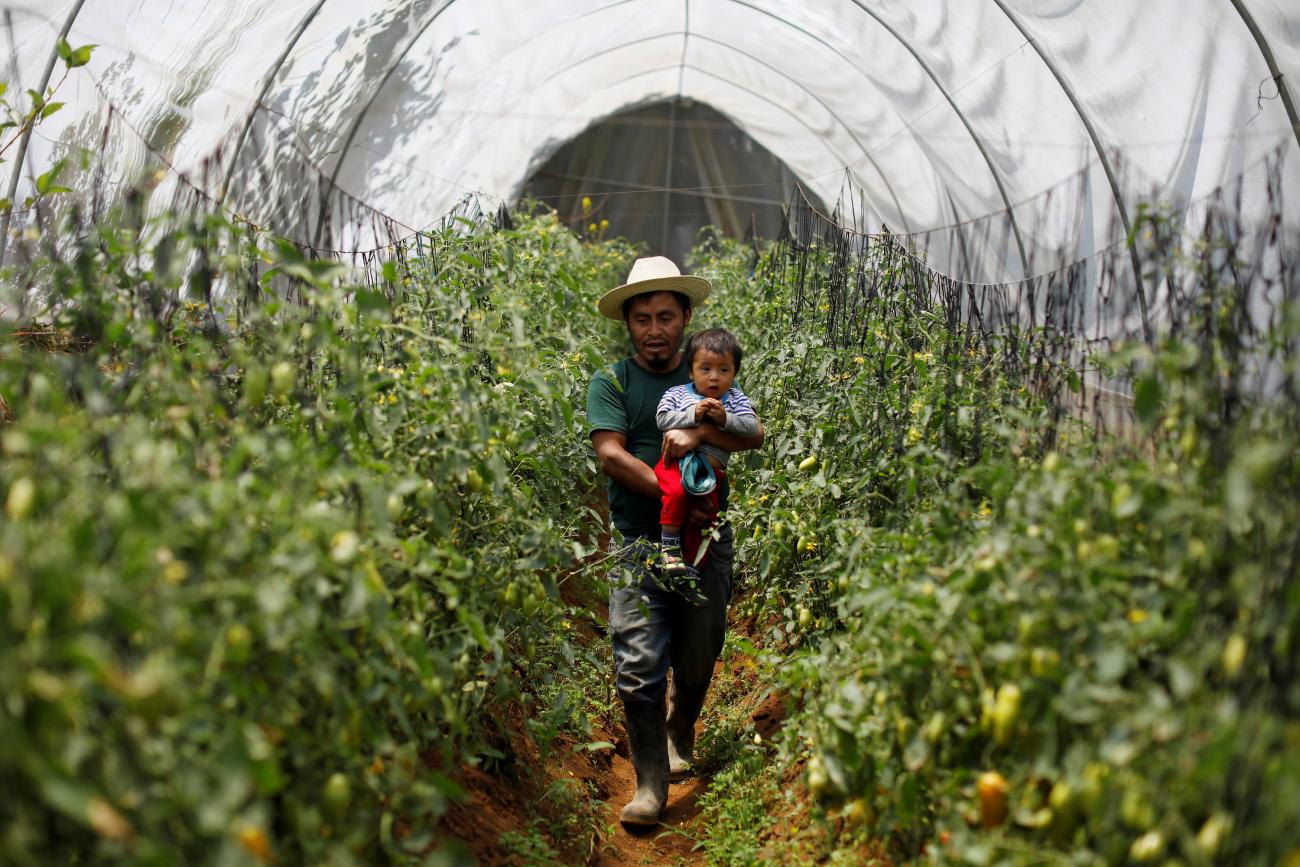 Rigoberto Leon carries his son while touring a greenhouse where the community produces tomatoes, peppers and potatoes for self-supply and for sale, in Xecachelaj, Santa Maria Chiquimula, Guatemala.