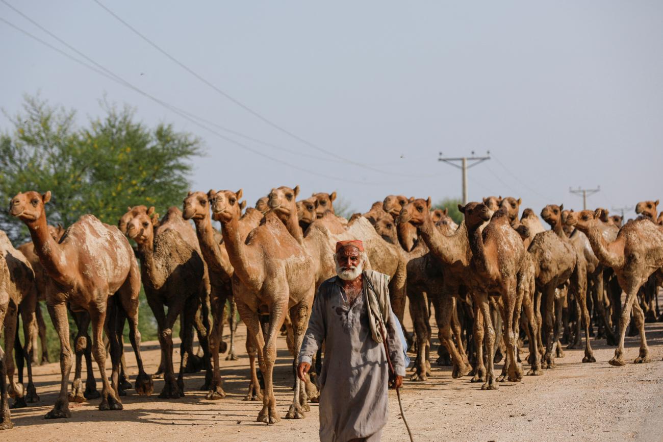 A flood victim guides his herd of camels to the water, following rains and floods during the monsoon season on the outskirts of Sehwan, Pakistan, on September 16, 2022.