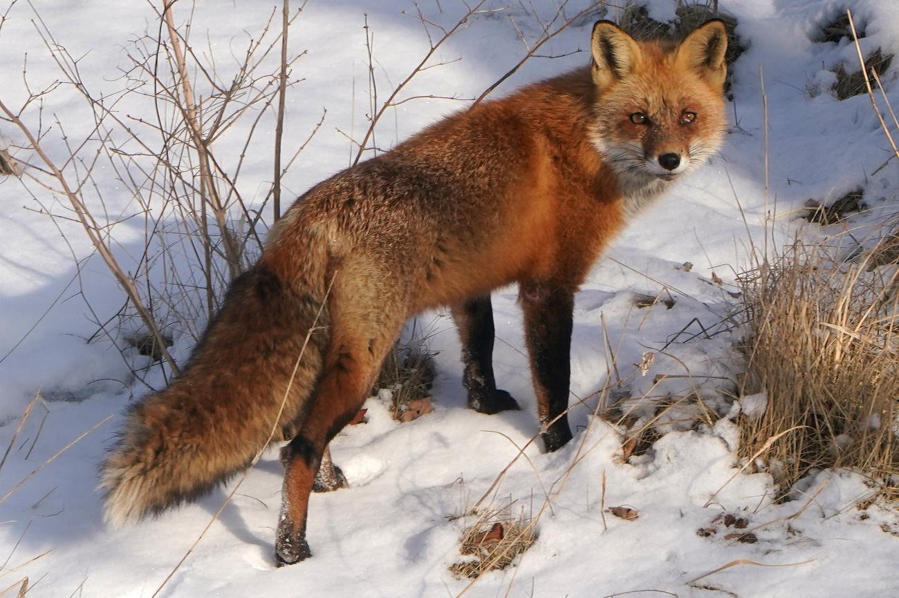 A fox stands on snowy ground in Niagara Falls, New York, on February 13, 2022. 