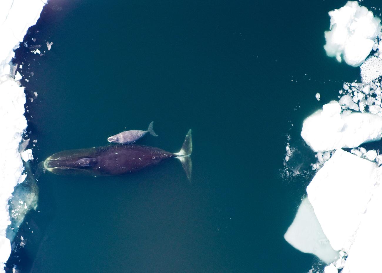 Bowhead whale and calf in the Arctic Ocean.