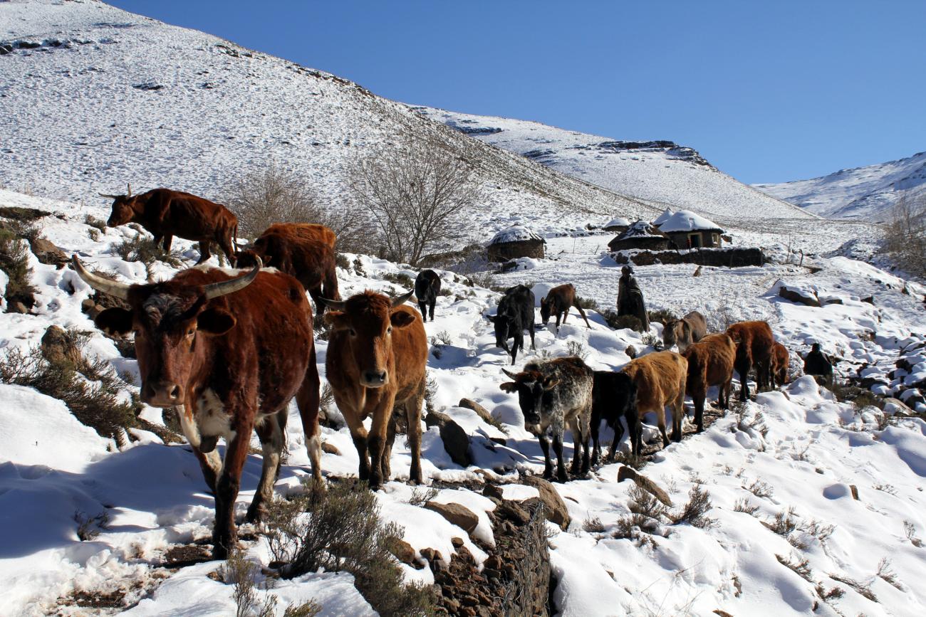 Herdsmen guide their cattle toward grazing areas near Makopanong village in eastern Lesotho, on July 31, 2011.