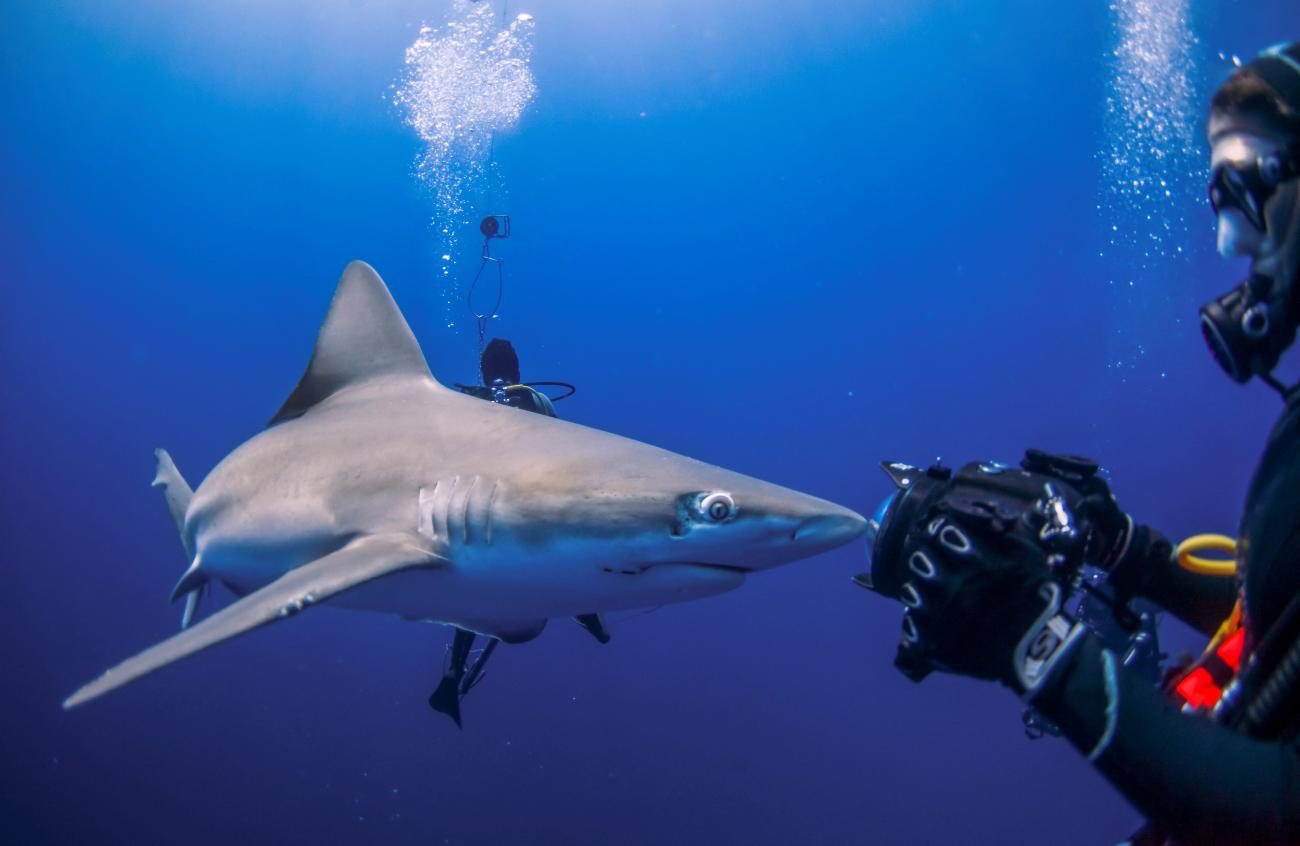 A shark runs into the lens of a photographer during an outing with scuba company Emerald Charters off Jupiter Inlet, Florida, U.S., May 18, 2022. REUTERS/Sam Wolfe