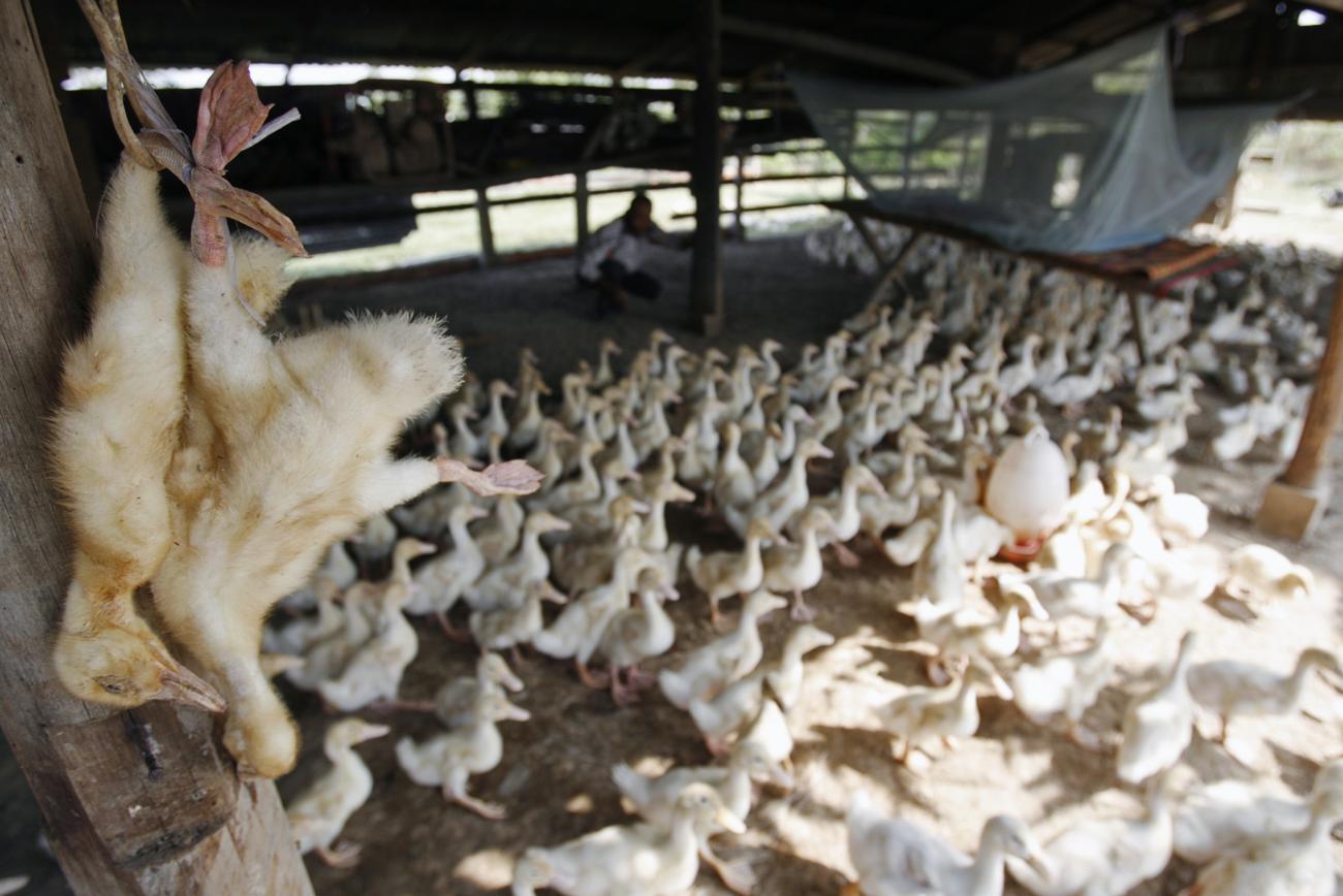 Dead ducks are hung at a farm in the outskirts of Phnom Penh, Cambodia, on December 17, 2008.  It began culling poultry five days after a young man from the area was confirmed with H5N1 bird flu.
