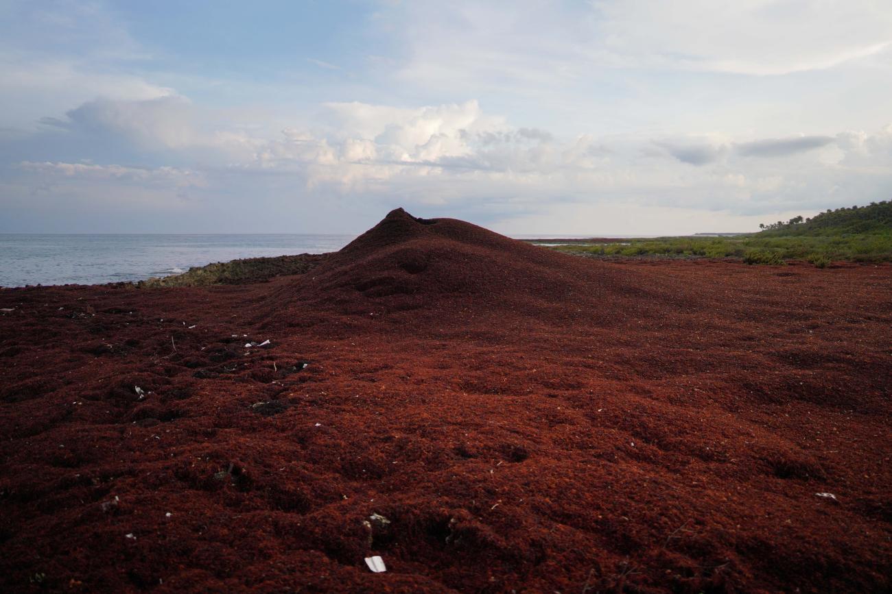 Sargassum seaweed is piled up on the seashore.
