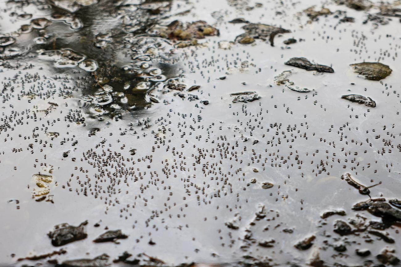 Mosquitoes are seen on stagnant water on the roadside during countrywide dengue infection.